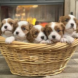 Cavalier King Charles Spaniel puppies from The Cozy Cavaliers