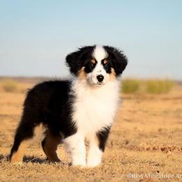 Cody - Black tri male Miniature American Shepherd puppy in Snyder, Texas from RLA Miniature American Shepherds