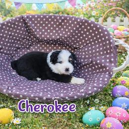Cherokee - Black tri female Miniature Australian Shepherd puppy in Orrtanna, Pennsylvania from Mountain Top Shepherd's