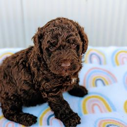 Aussiedoodle, Australian Shepherd, Bernedoodle, Cockapoo, and Poodle Puppies from Sis' Doodles & Poodles