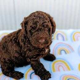 Aussiedoodle, Australian Shepherd, Bernedoodle, Cockapoo, and Poodle Puppies from Sis' Doodles & Poodles