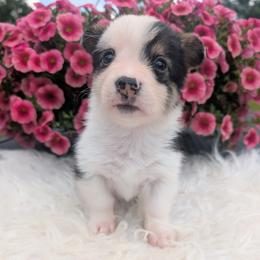 Eminem - Black and tan male American Corgi puppy in Garrett, Indiana from Chloe's Colorful Corgis
