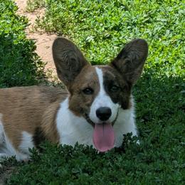 Willow - Brindle merle and white female Cardigan Welsh Corgi puppy in Garrett, Indiana from Chloe's Colorful Corgis