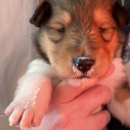 Collie Puppies from Vintage Collies