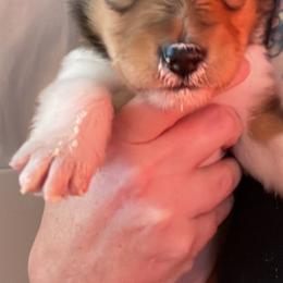 Collie Puppies from Vintage Collies