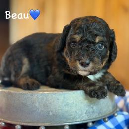 Beau - Black phantom male Aussiedoodle puppy in Lancaster, Minnesota from Finney Ranch