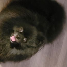 Janie - Pomeranian