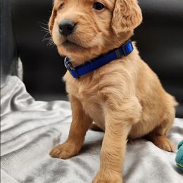 Golden Retriever Puppies from Soda Springs Kennel