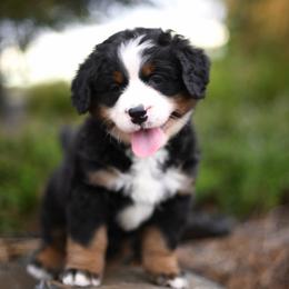Breeze - Tri-color female Bernese Mountain Dog puppy in Pasco, Washington from Sunset Grove