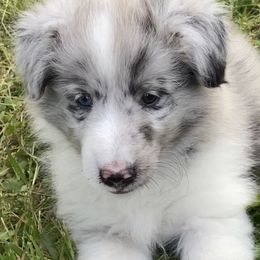 Shetland Sheepdog Puppies from Landers Majestic Shetland Sheepdogs