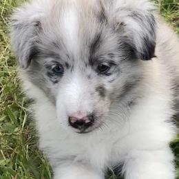 Shetland Sheepdog Puppies from Landers Majestic Shetland Sheepdogs