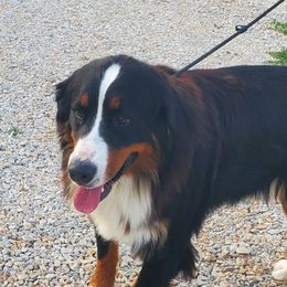 Heiress - Bernese Mountain Dog