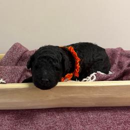 Sprout - Black male Poodle puppy in Cold Brook, New York from Tamarack Therapy Dogs