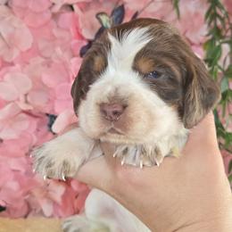 Girl 4 Cherry - Liver white and tan female English Springer Spaniel puppy in Saginaw, Michigan from Kemerer Springers