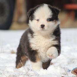April - Black tri female Miniature American Shepherd puppy in Elgin, Oregon from Cross L Miniature American Shepherds