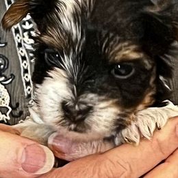Boy 3 - Black tan and white Biewer Terrier puppy in Charlottesville, Virginia from Little Gems Biewer Terriers