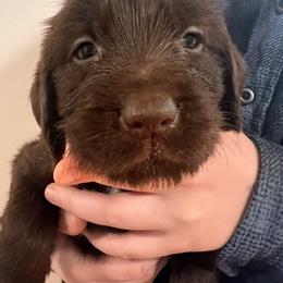Girl 1 - Chestnut female Wirehaired Pointing Griffon puppy in Port Orchard, Washington from American Patriot Kennels