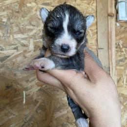 Girl 3 - Agouti and white female Siberian Husky puppy in Uhland, Texas from Siberian Huskies
