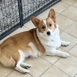 Luna - Pembroke Welsh Corgi