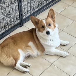 Luna - Pembroke Welsh Corgi