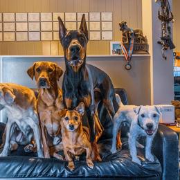 Doberman Pinscher Puppies from Imperium Dobermann Kennel