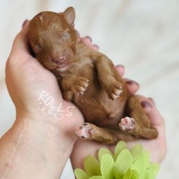Rolls - Red  female Goldendoodle puppy in Naples, Florida from Paradise Coast Doodles