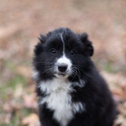 Miniature Australian Shepherd Puppies from Vineyard Ridge Mini Aussies