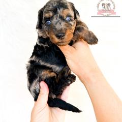 Aussiedoodle and Australian Mountain Doodle Puppies from Ridgeline Doodles