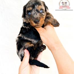 Aussiedoodle and Australian Mountain Doodle Puppies from Ridgeline Doodles