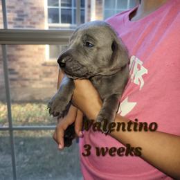 Valentino - Blue Male - Blue male Weimaraner puppy in Kingwood, Texas from Desert Rose Weimaraners