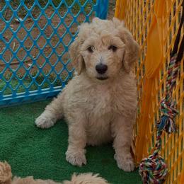 Sapphire - Golden female Double Doodle puppy in El Cajon, California from Calibear Doodles