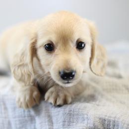 Maverick - Cream male Dachshund puppy in Alto, Texas from Prima Dachshunds