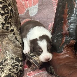 Australian Shepherd Puppies from Hall's Australian Shepherds