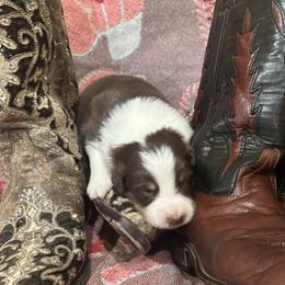 Australian Shepherd Puppies from Hall's Australian Shepherds
