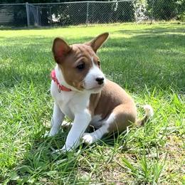 Daisy - Chasing the sun - Red and white female Basenji puppy in Cleveland, Georgia from Blue Diamond Basenjis
