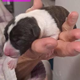 Brindle Girl - Brindle and white female Basenji puppy in Tuttle, Oklahoma from Steadfast Farm (SFF)