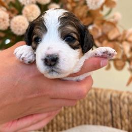 Madonna - Tri-color female Cavapoo puppy in Yuciapa, California from AlltheDoodlez_