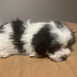 Cavalier King Charles Spaniel, Cavapoo, Maltipoo, and Poodle Puppies from Lainy's Puppies