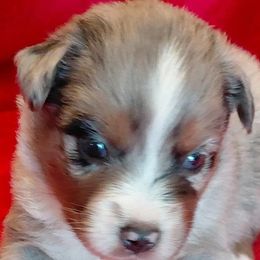 Baloo - Blue merle male Miniature American Shepherd puppy in San Benito, Texas from Vaquera's Miniature American Shepherds