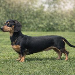 jelly - Dachshund