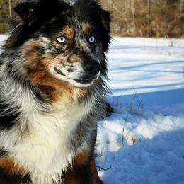 Ruger - Miniature American Shepherd