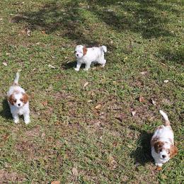 Cavapoo puppies from Crystal Coast Cavapoodles