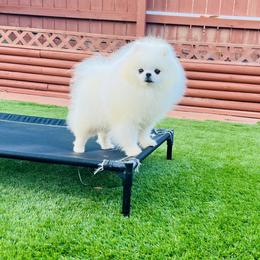 Casper - Pomeranian