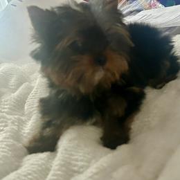 Tiny green Boy - Black and tan male Yorkshire Terrier puppy in Fairfield, Connecticut from Yorkie Divas