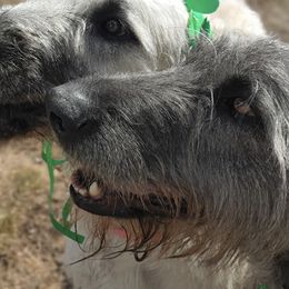 Irish Wolfhounds from Canyon Rim Irish Wolfhounds
