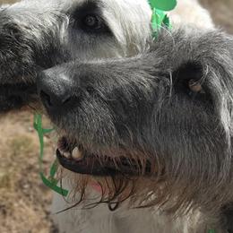 Irish Wolfhounds from Canyon Rim Irish Wolfhounds