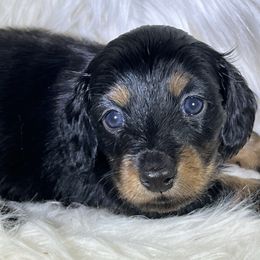 Jasmine - Blue and tan female Dachshund puppy in Oregon from SoCo Dachshunds