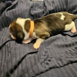 Basset Hound Puppies from The Basset Family