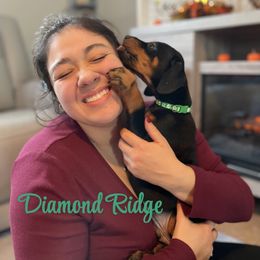 Green  collared - Black and rust male Doberman Pinscher puppy in Winamac, Indiana from DIAMOND RIDGE DOBERMANS
