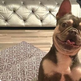 Bulldogs and French Bulldogs from Atlanta Bulldogs